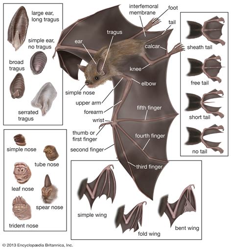 蝙蝠 飛進家裡|蝙蝠資訊站 Bats information about Taiwan